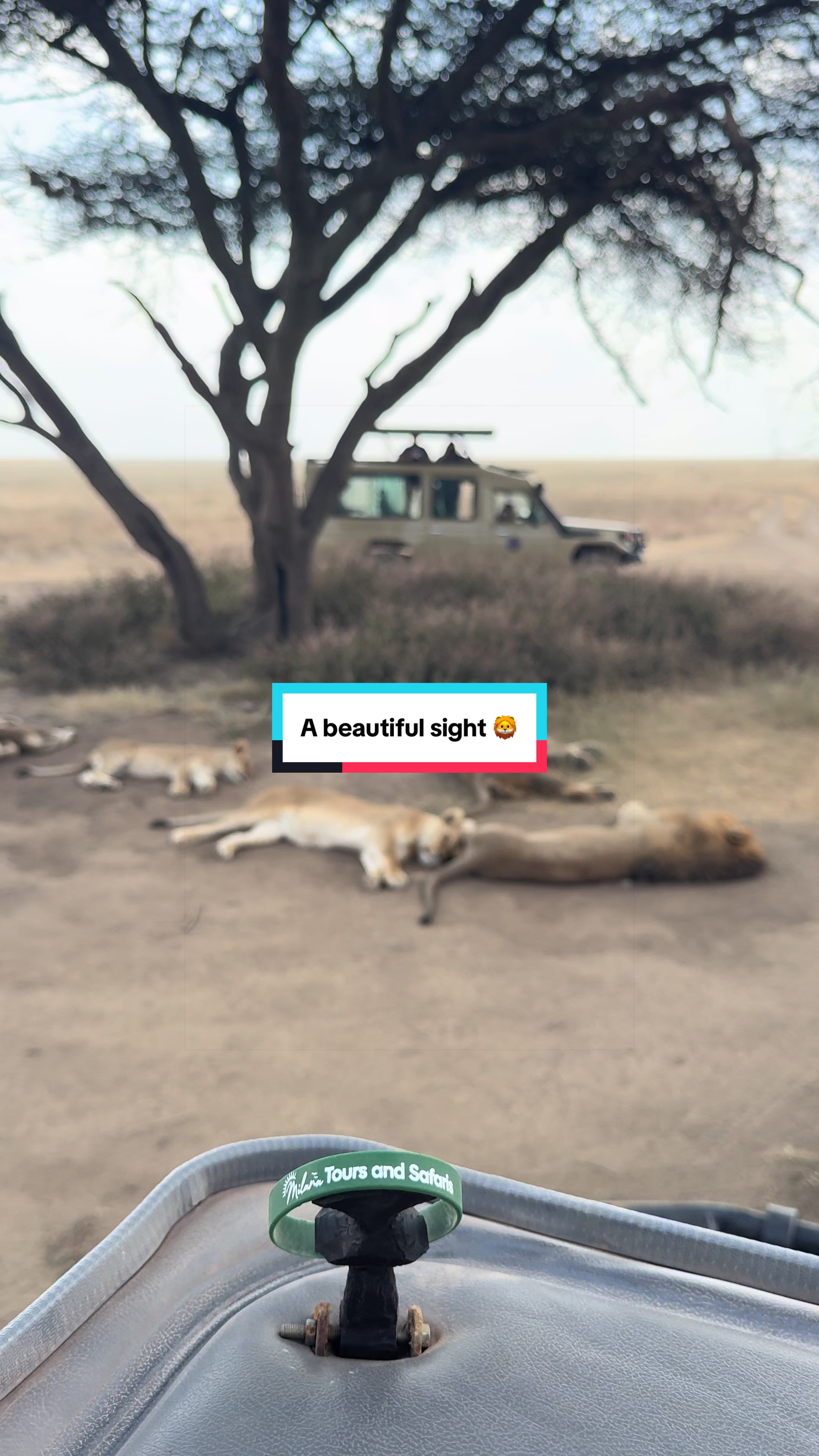 @Milana Tours and Safaris