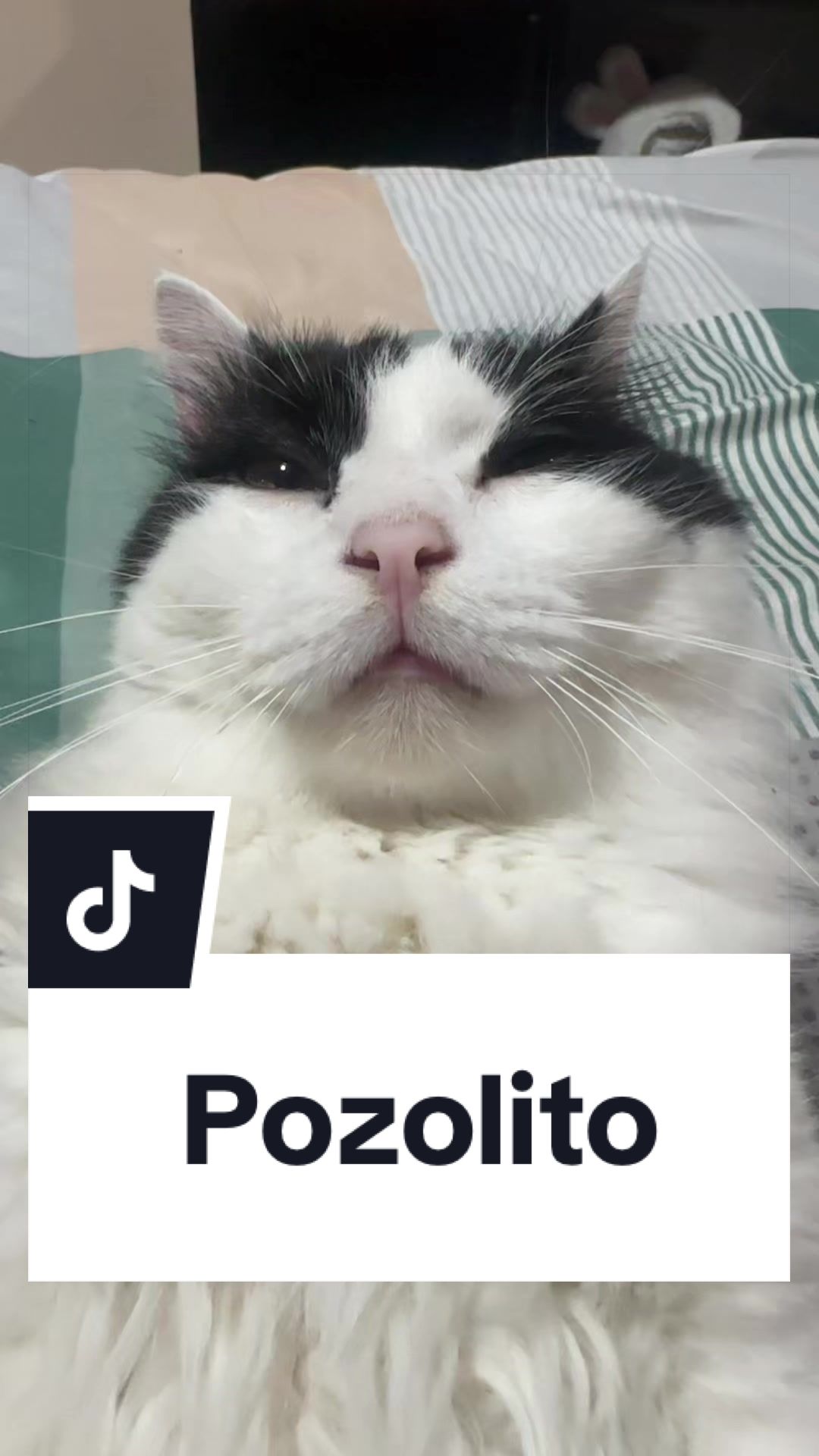 @pepe_el_gordillo