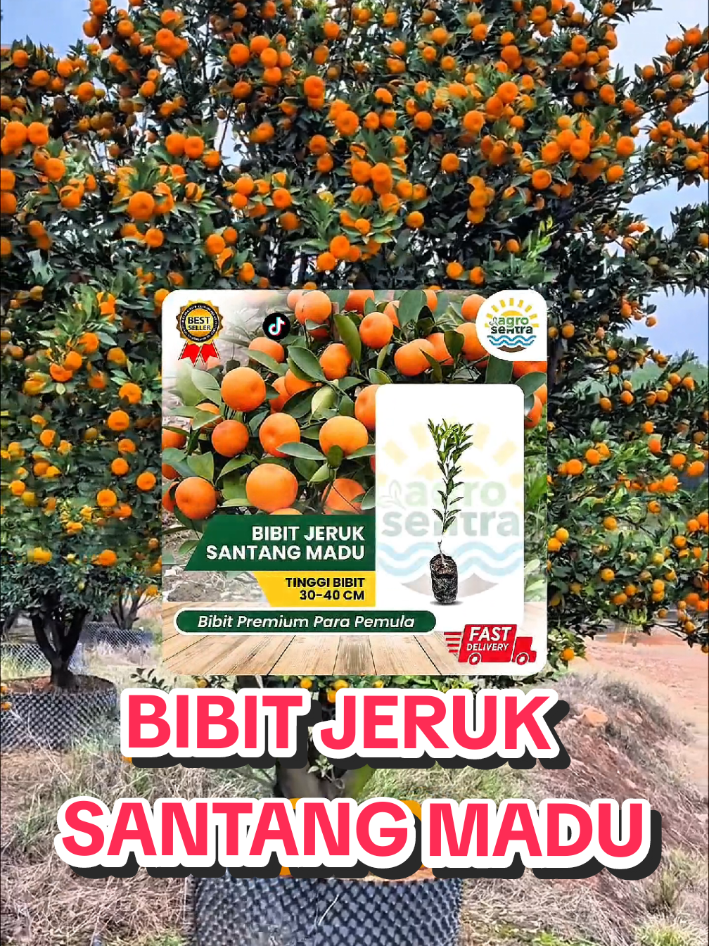 @TOKO BIBIT PAKDE