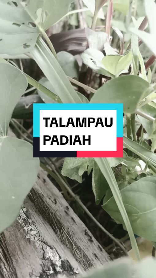 @Tapakis Entertainment