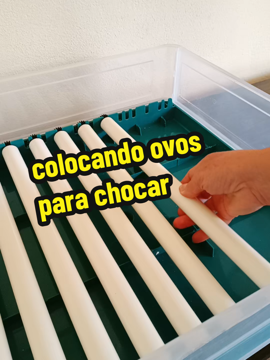 @Elaine Fernandes