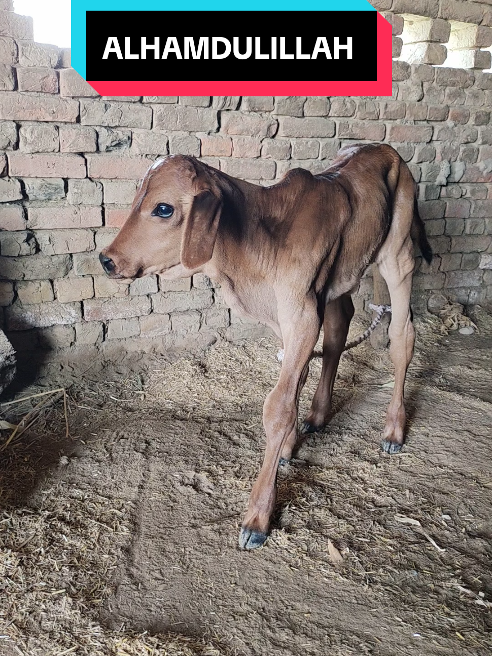 @HS Cattle Farm