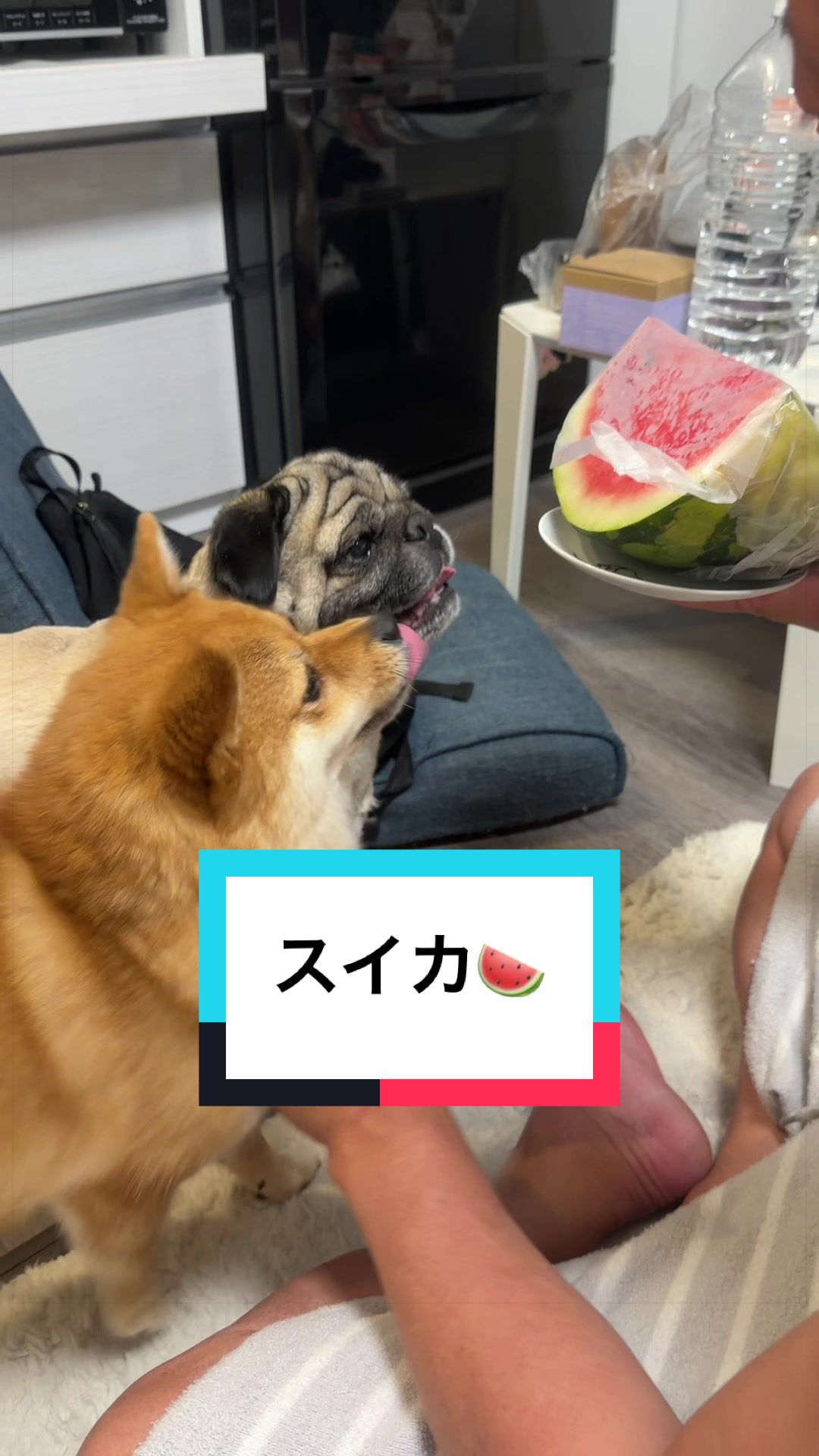 @🐶とん&ぺっぺこぺー🦊