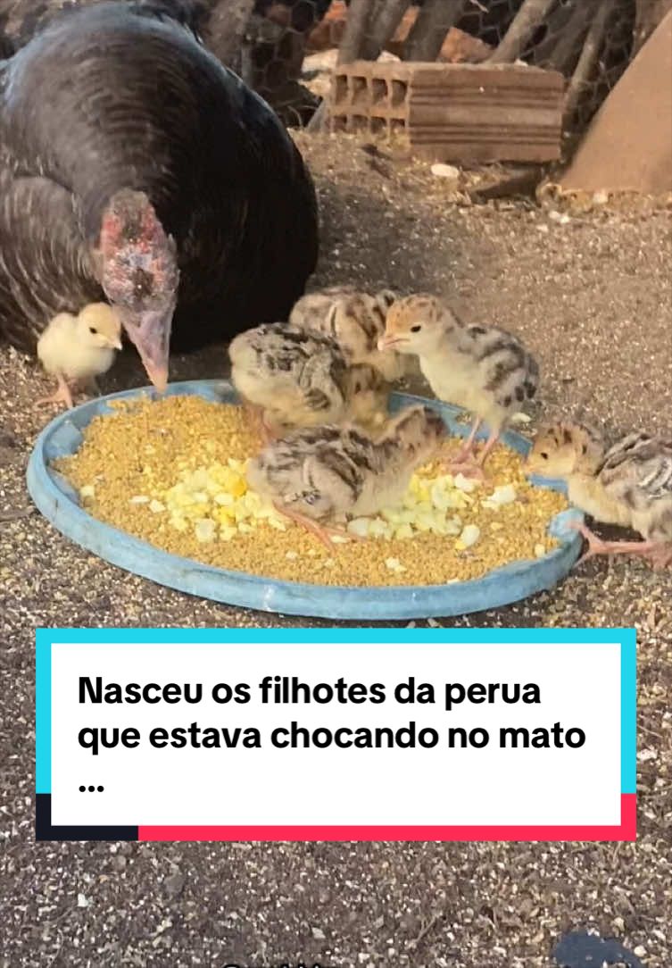 @Fernando Luiz