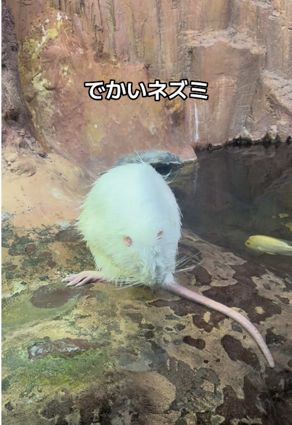 @桑原彰🎸🍌🐵