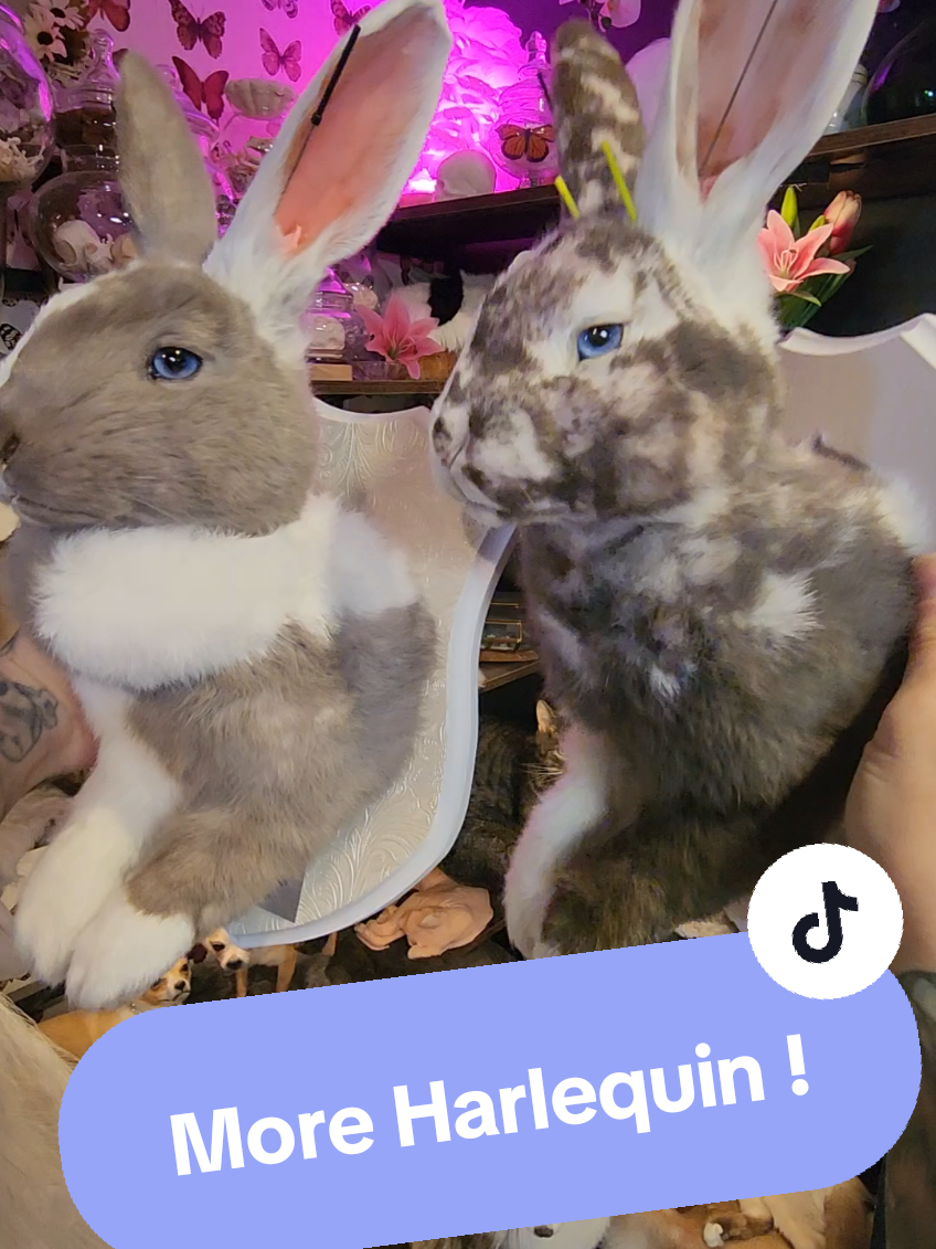 @May Jackalope Taxidermy 🇨🇦