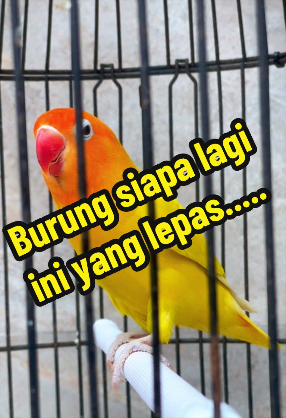 @GeDang Manuk