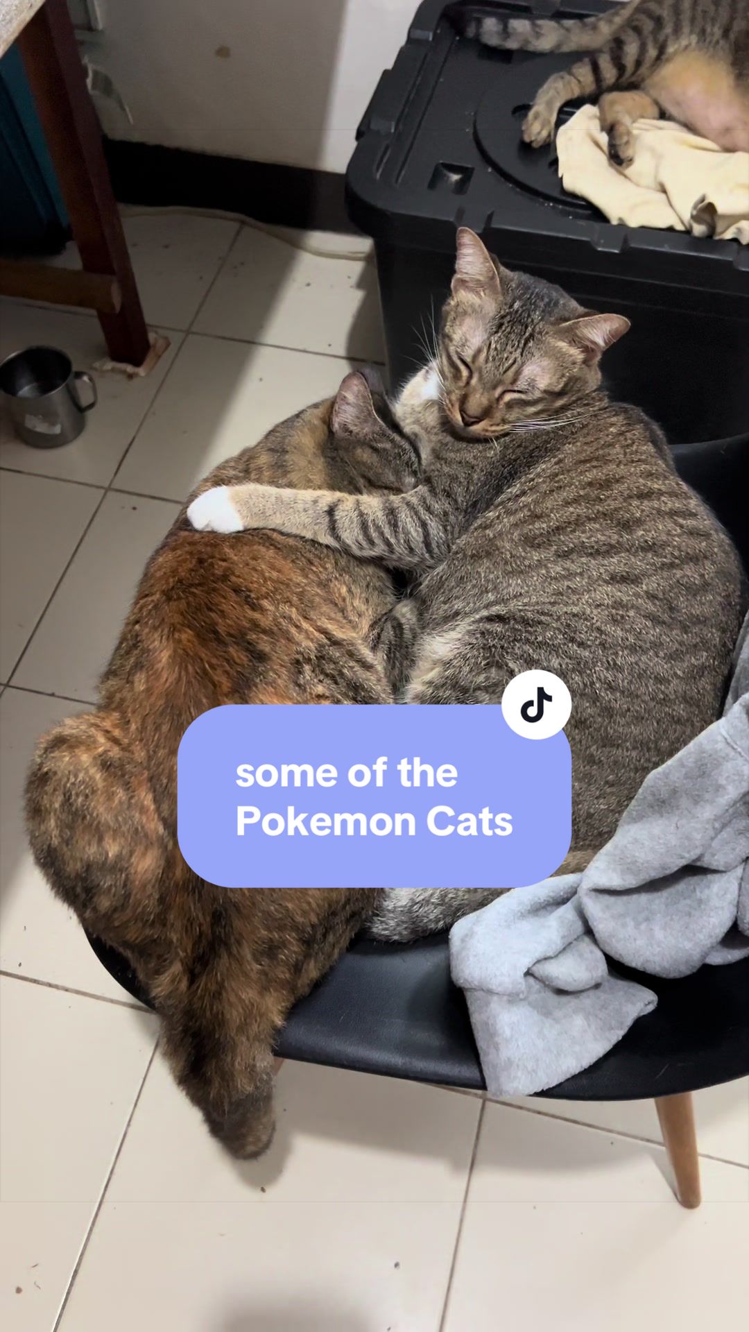 @17meows