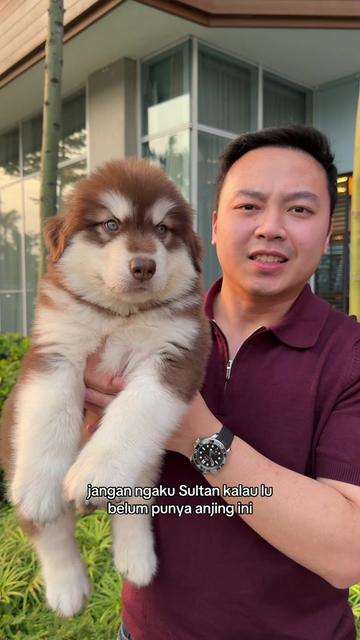 @Koko Guguk