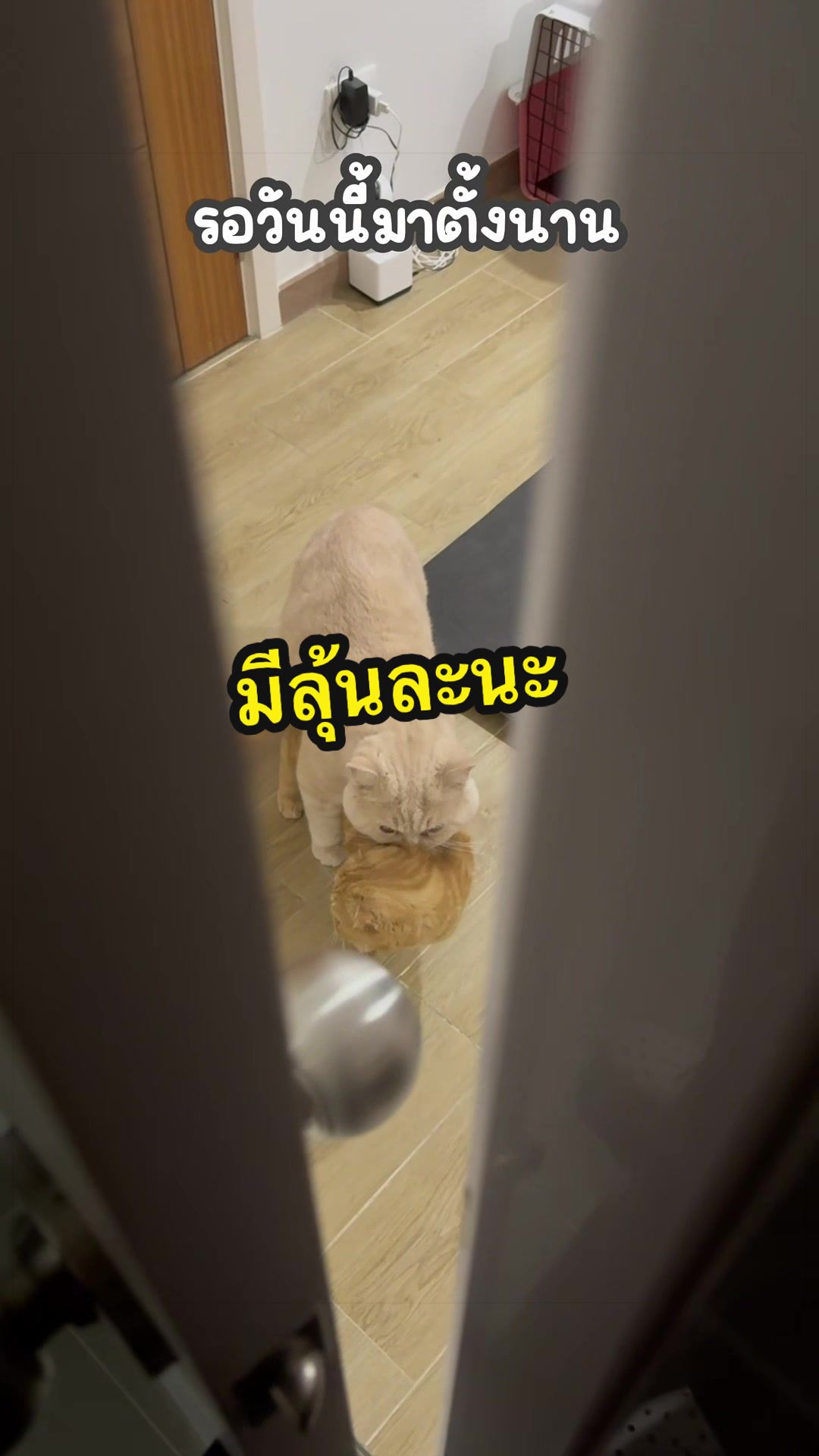 @เชอรี่ขืนใจแมว