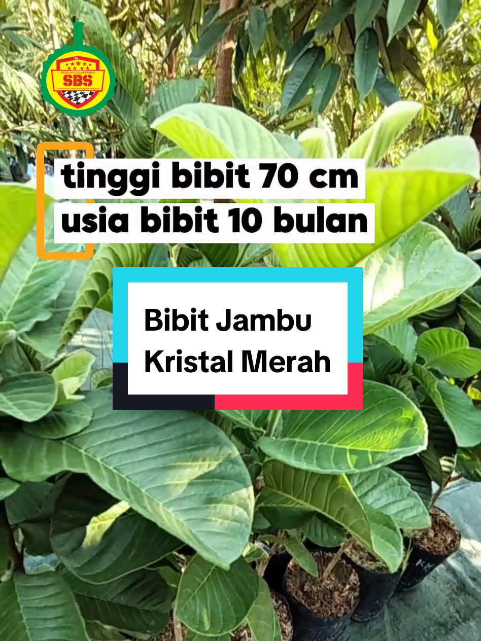 @Produksi Buah_SBS