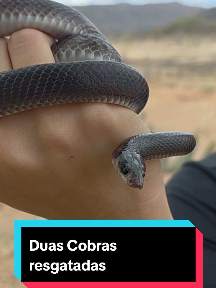 @Princesa das Serpentes