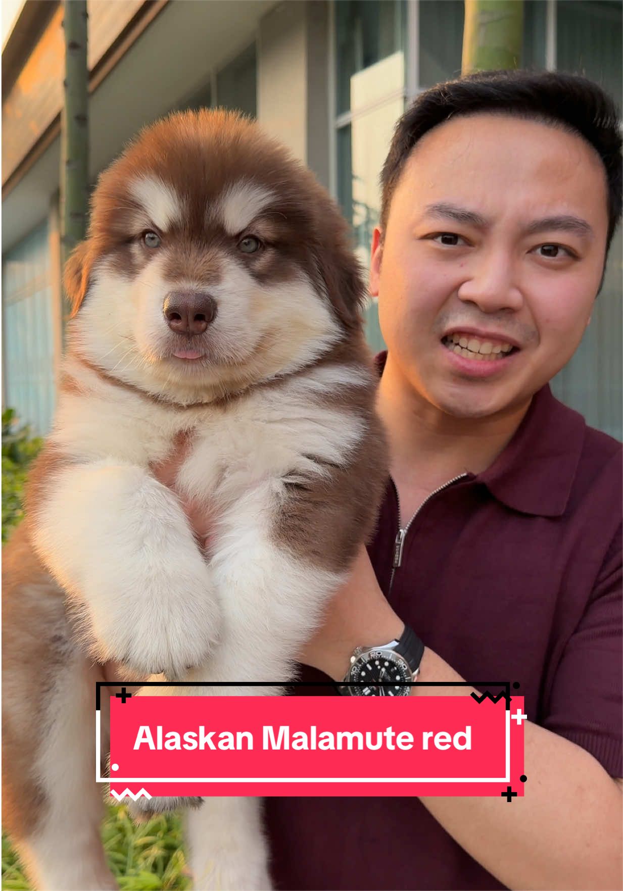 @Koko Guguk