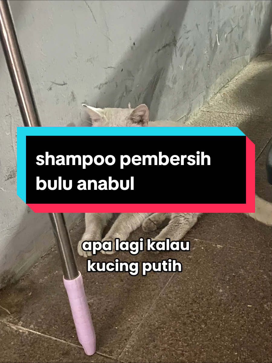 @dunia kucing