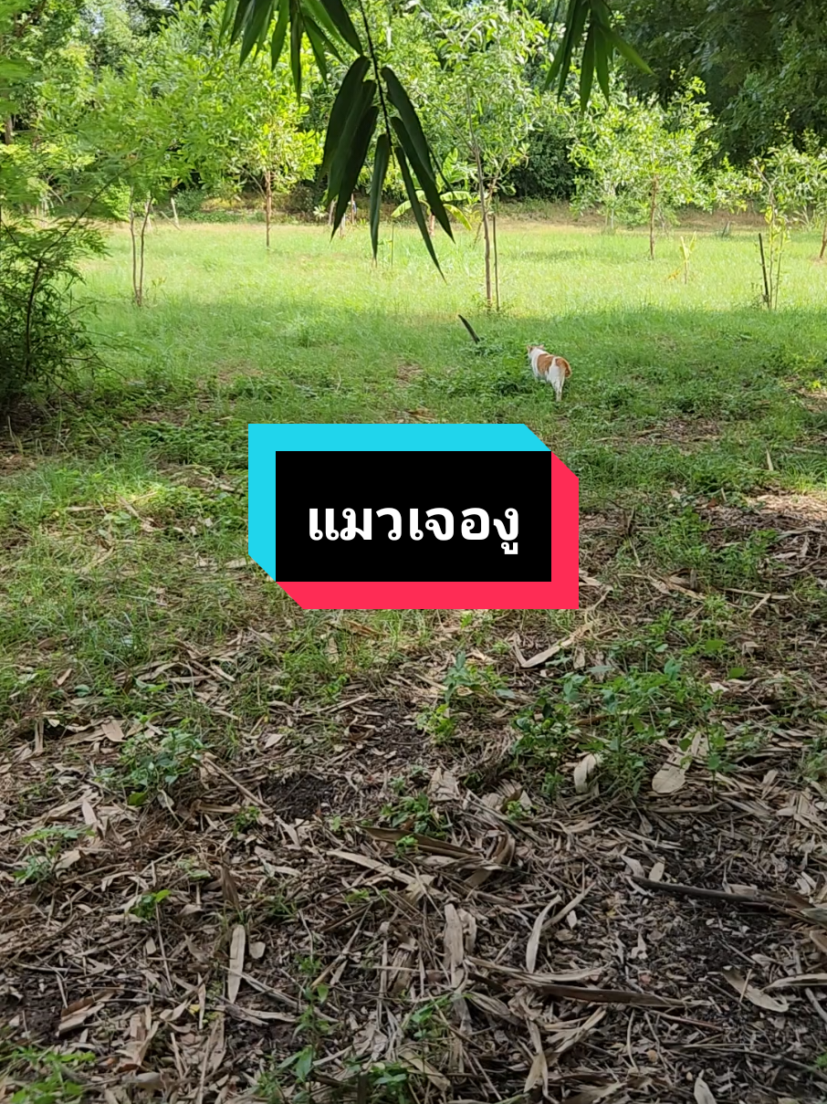 @แป๊ปซี่แมวของฉัน(ช่องใหม่),2
