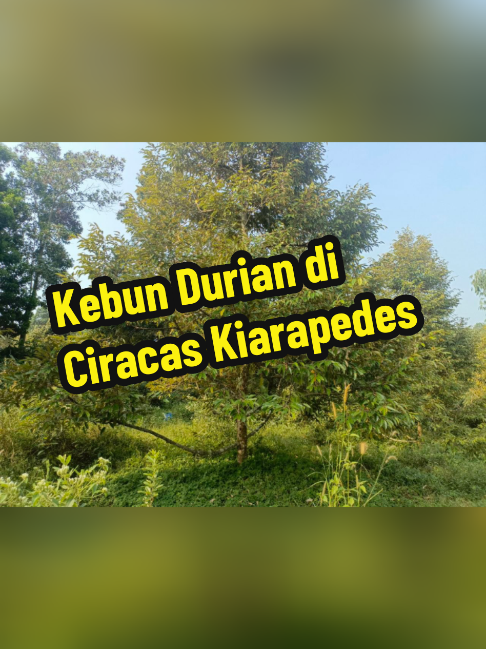 @jamalpropurwakarta