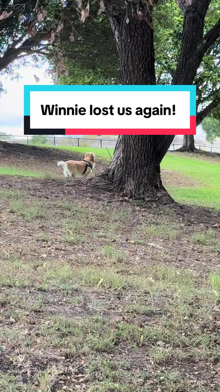 @3goldenretriever