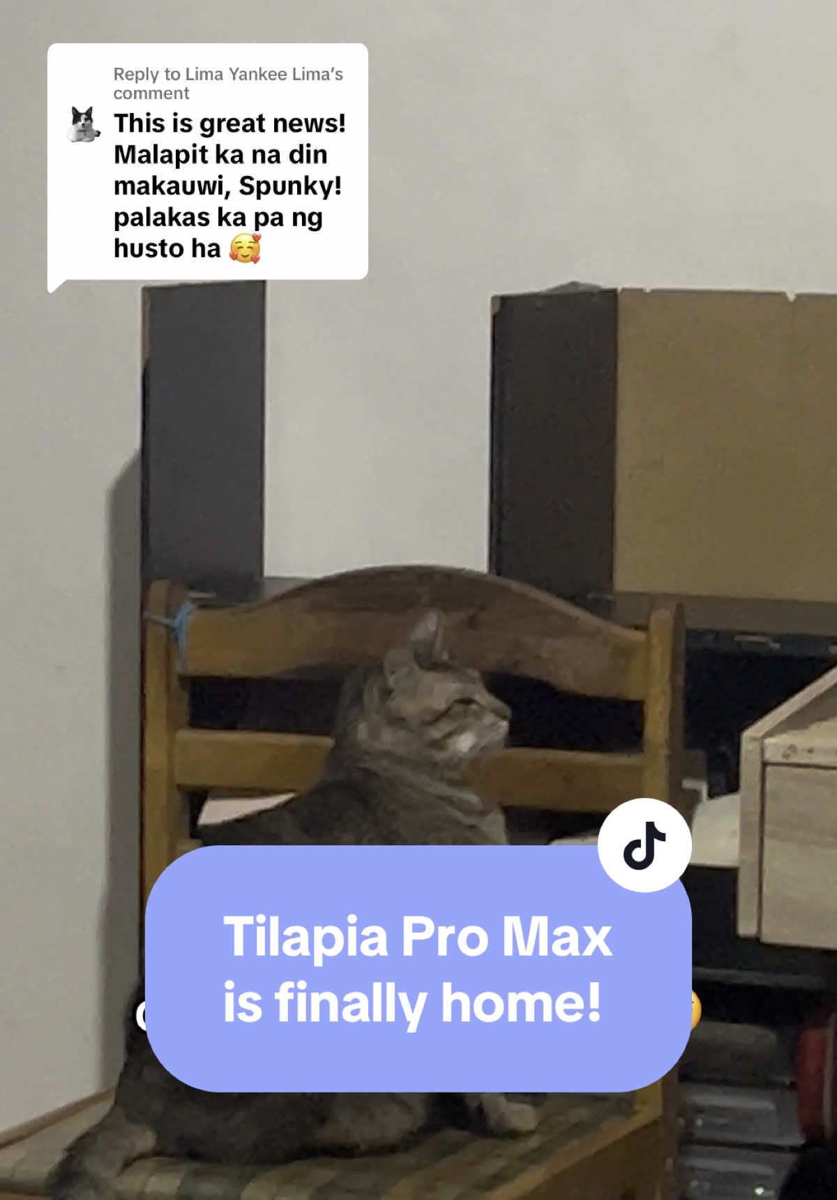 @17meows