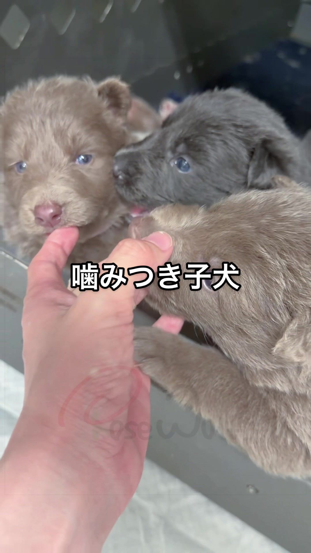 @ローズウルフ/ウルフドッグ犬舎