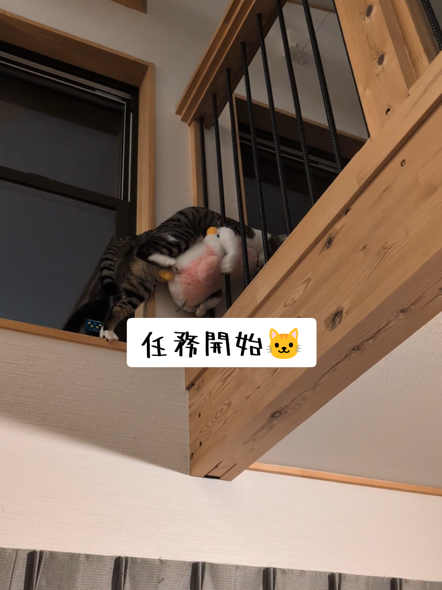 @にゃんご🐱