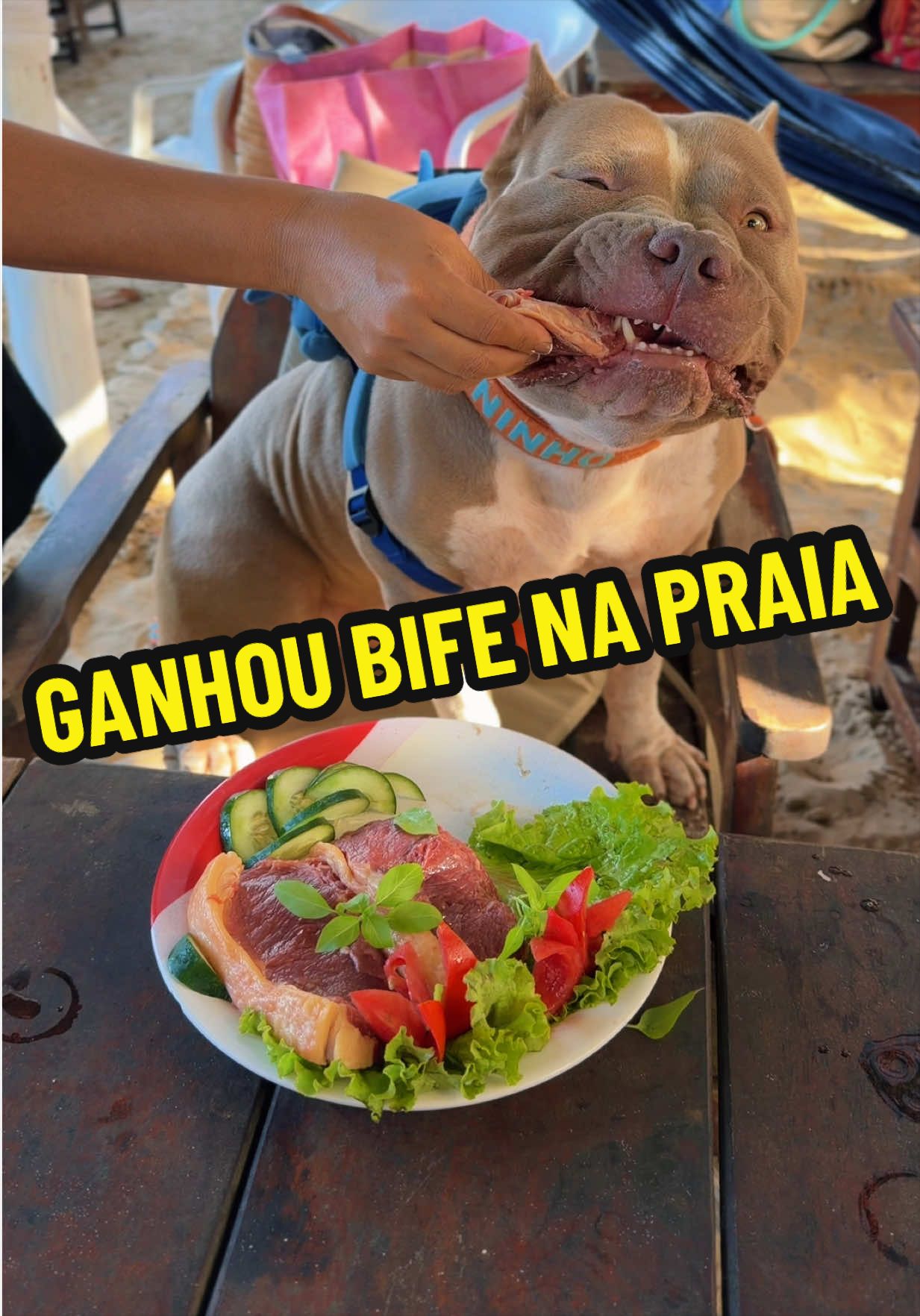 @Família Ragnar 🐶