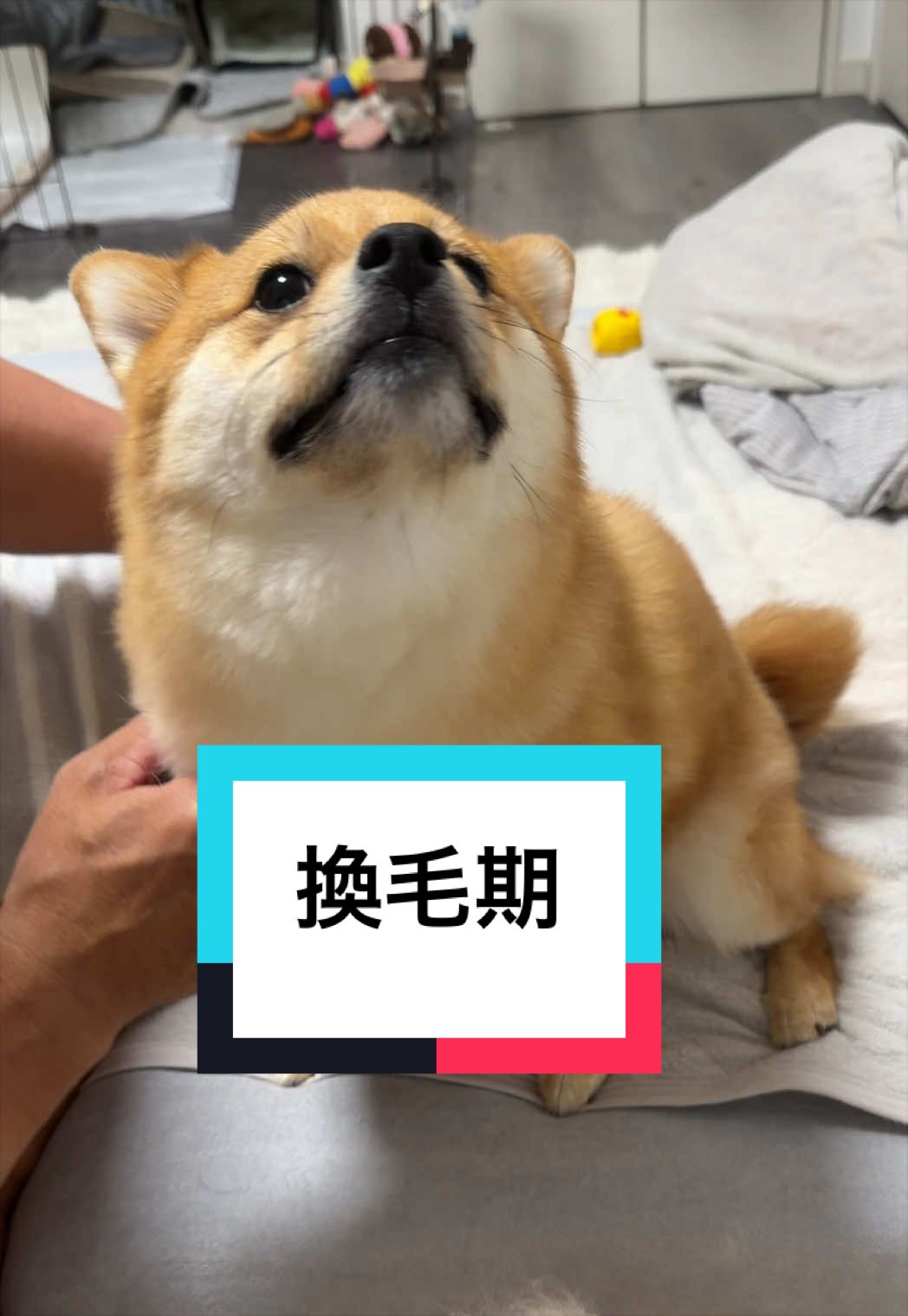 @🐶とん&ぺっぺこぺー🦊