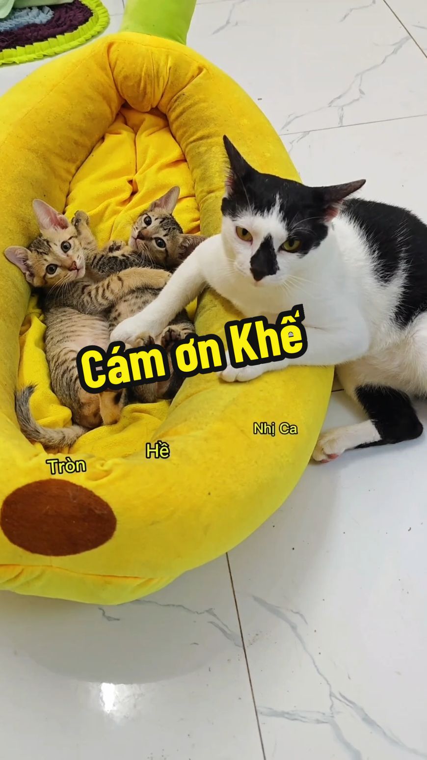@Khế thúi