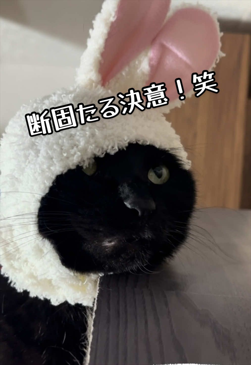@くろねこ🐈⬛🩶🐈🤍