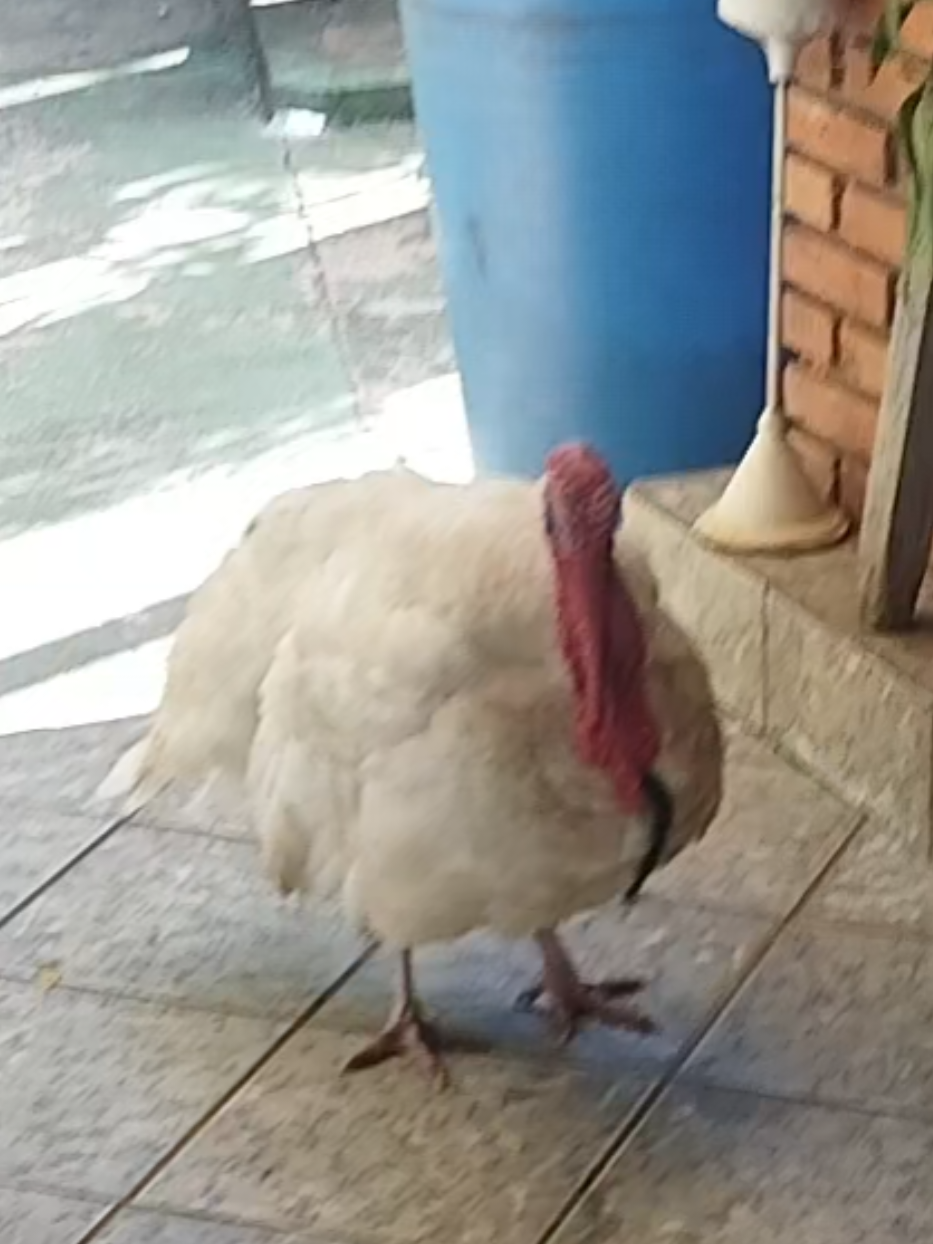 @goose.gang