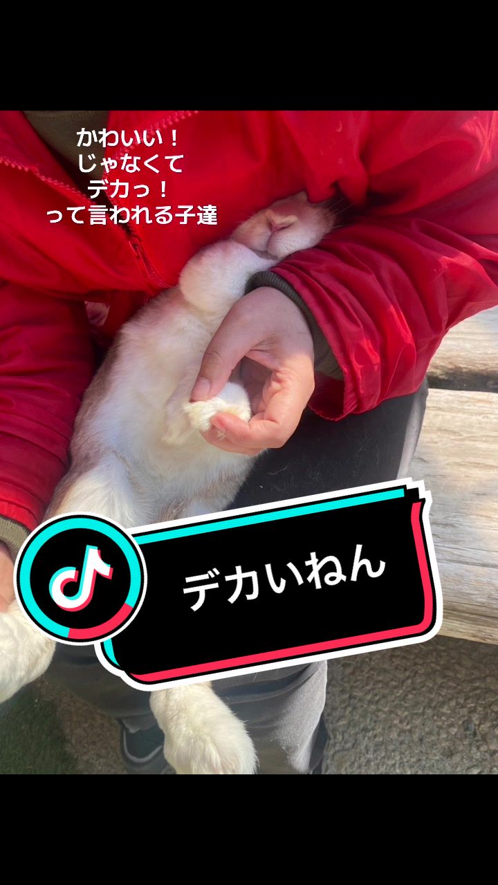 @和風wafu✨🐰🐰🐰🐰👿💕
