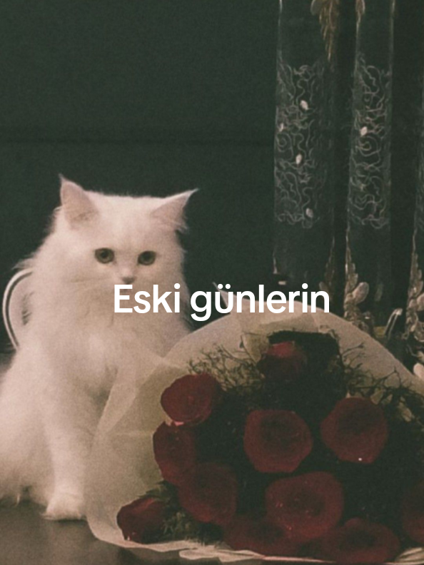 @🤎Nova🤎