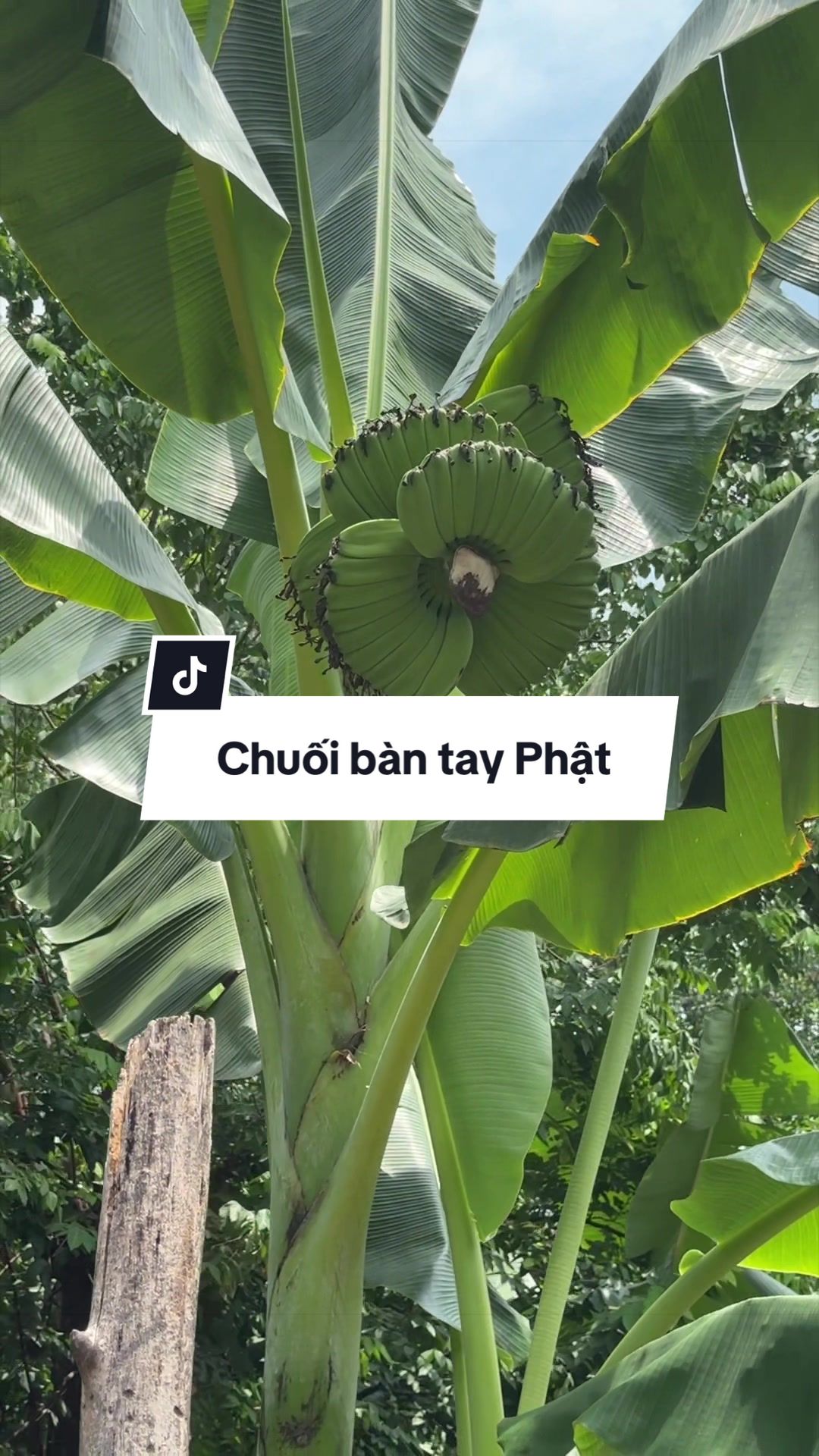 @Tú Nhi - Let's play plant