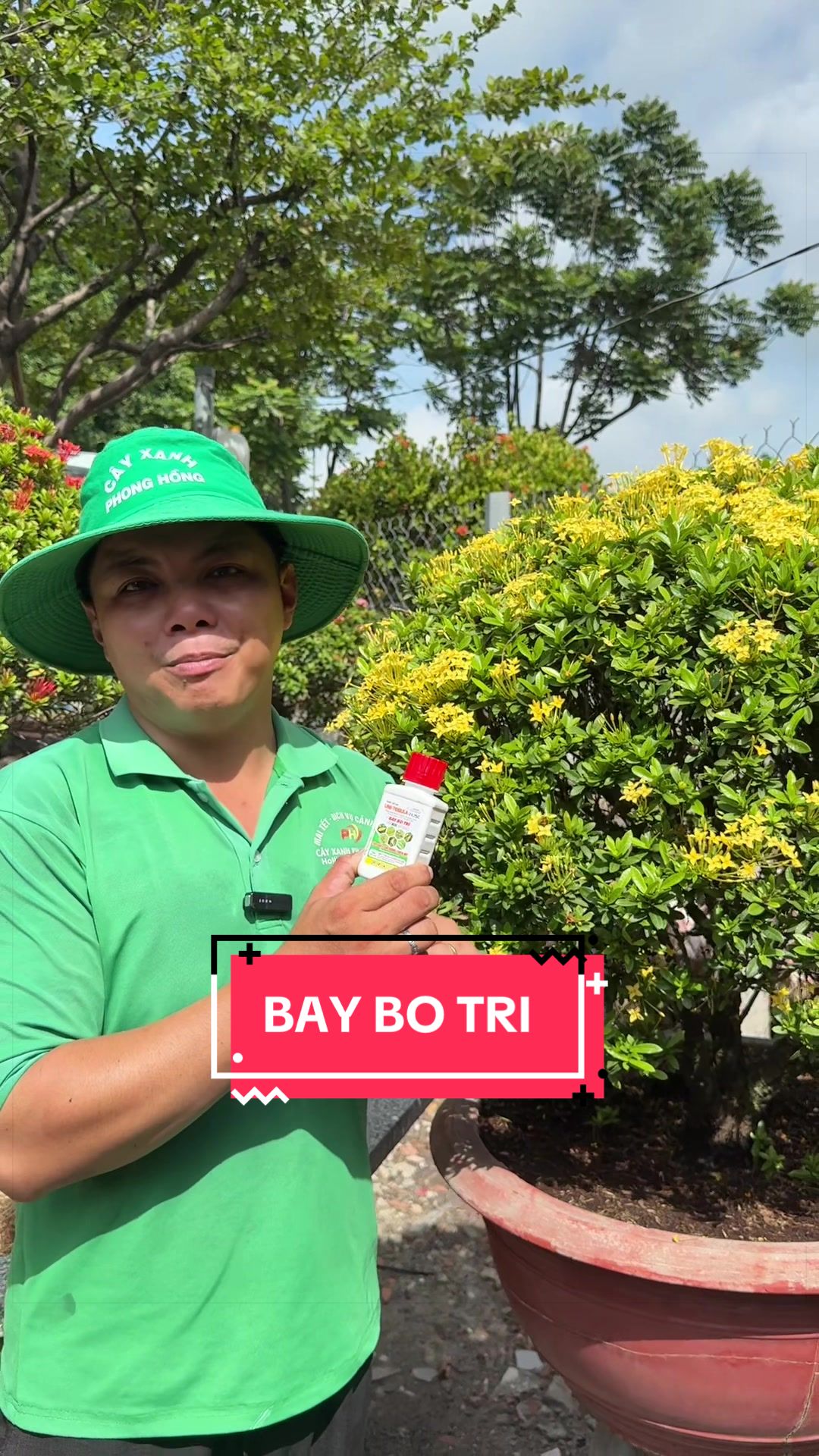 @Cây Xanh Phong Hồng