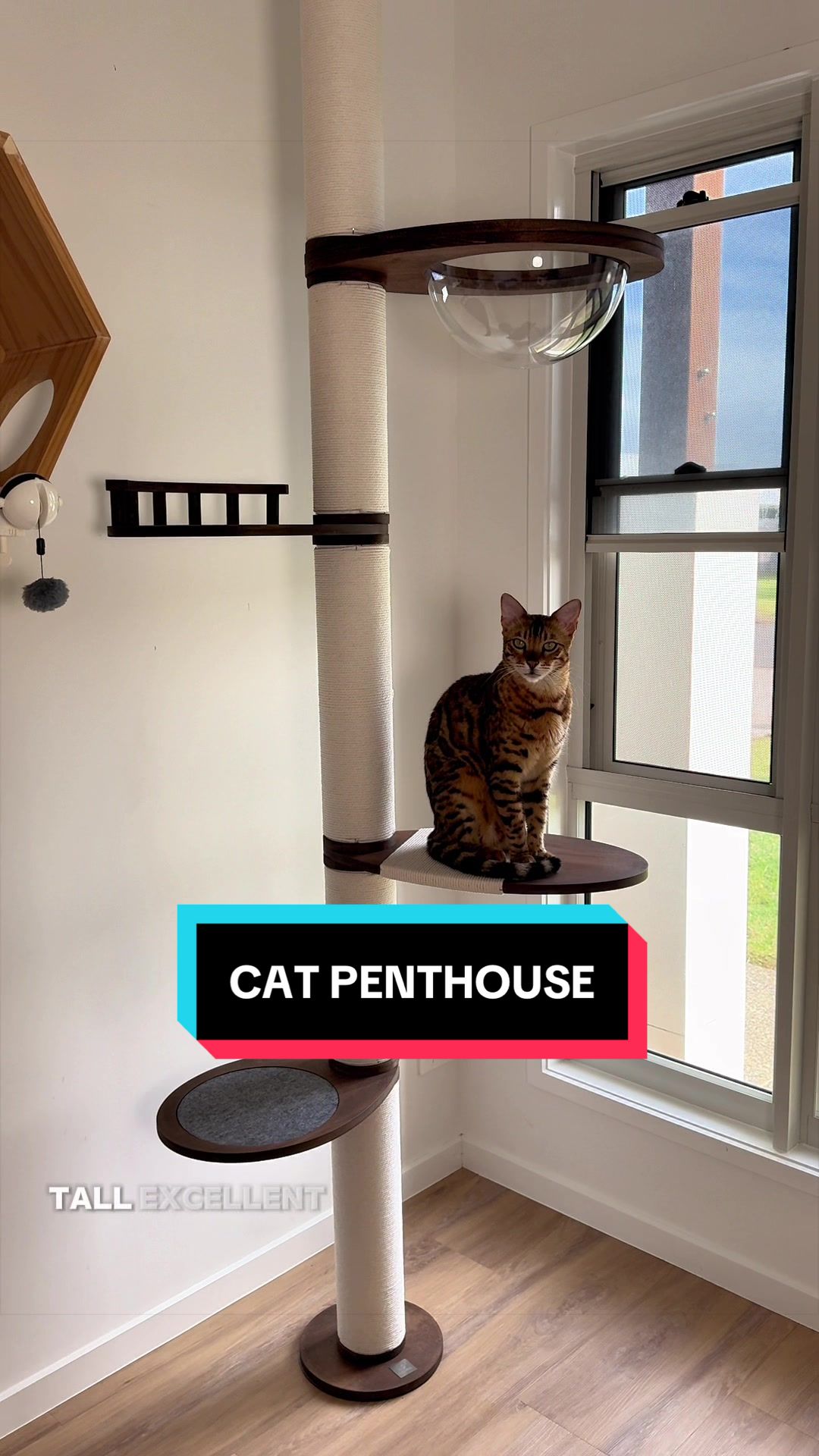 @Skeeter The Bengal