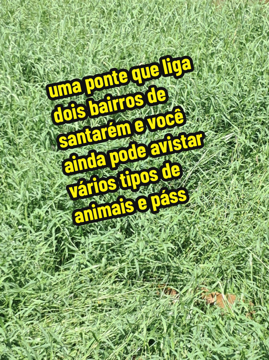 @Floresta de Areia