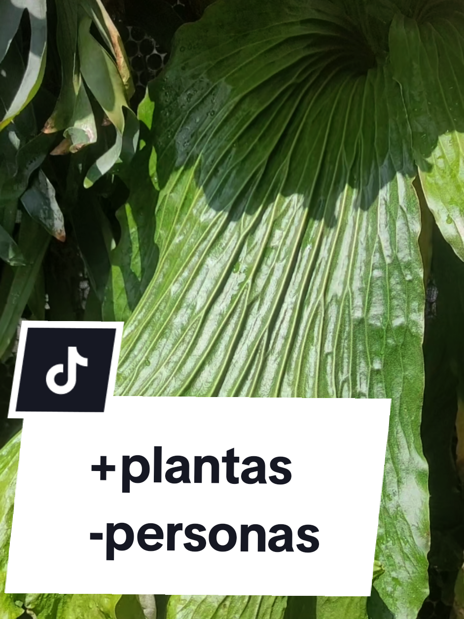 @Plantología🌿