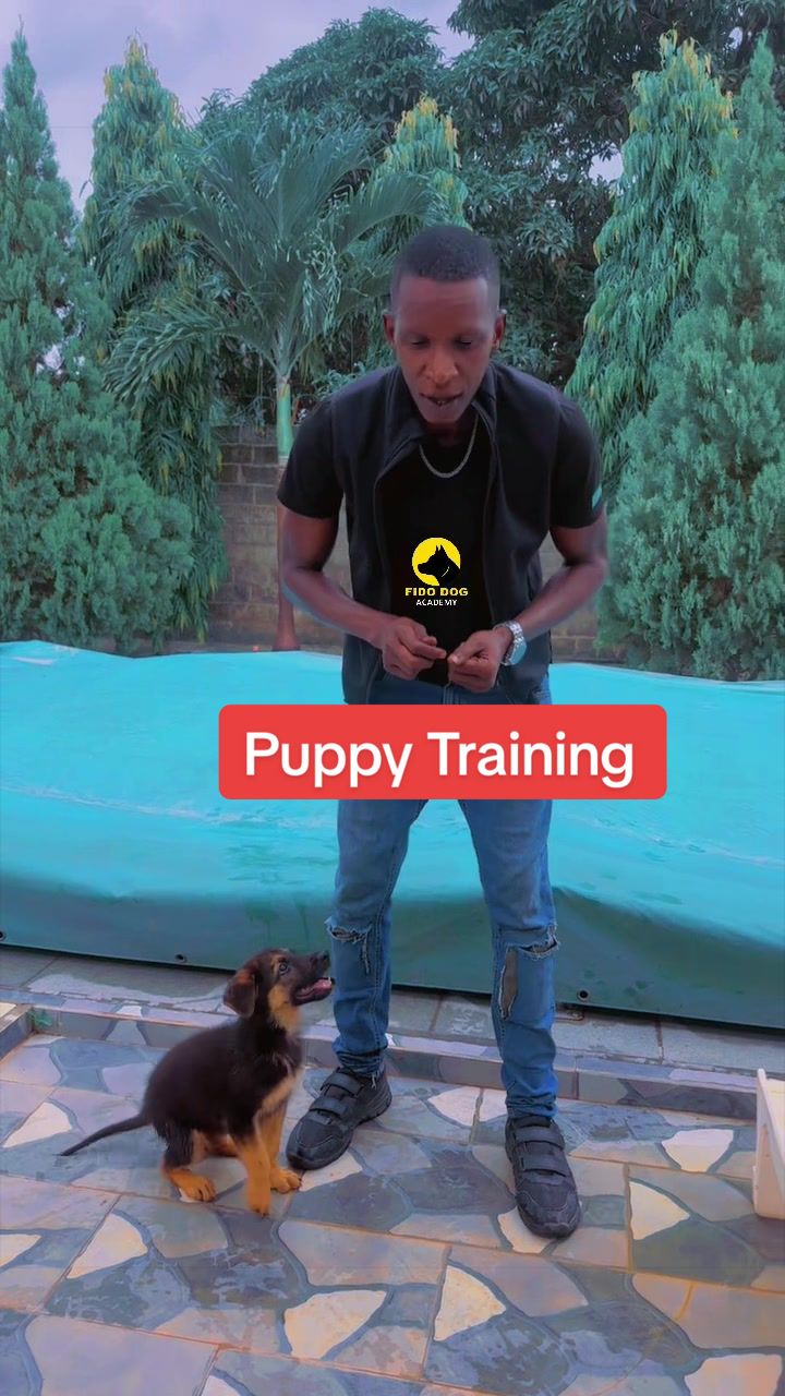 @Dog Master