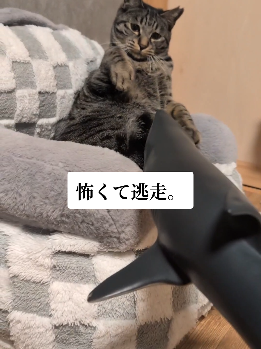 @にゃんご🐱
