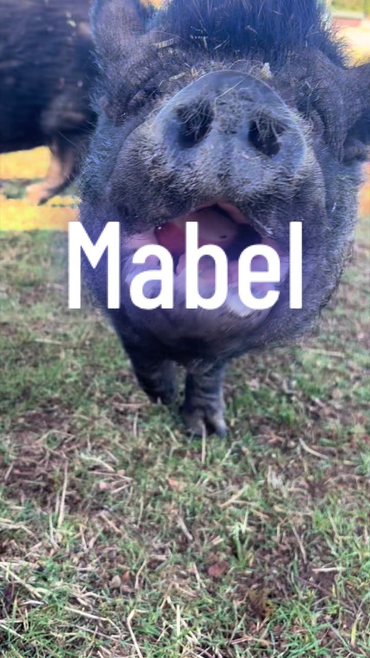 @Home for Hooves 🐽