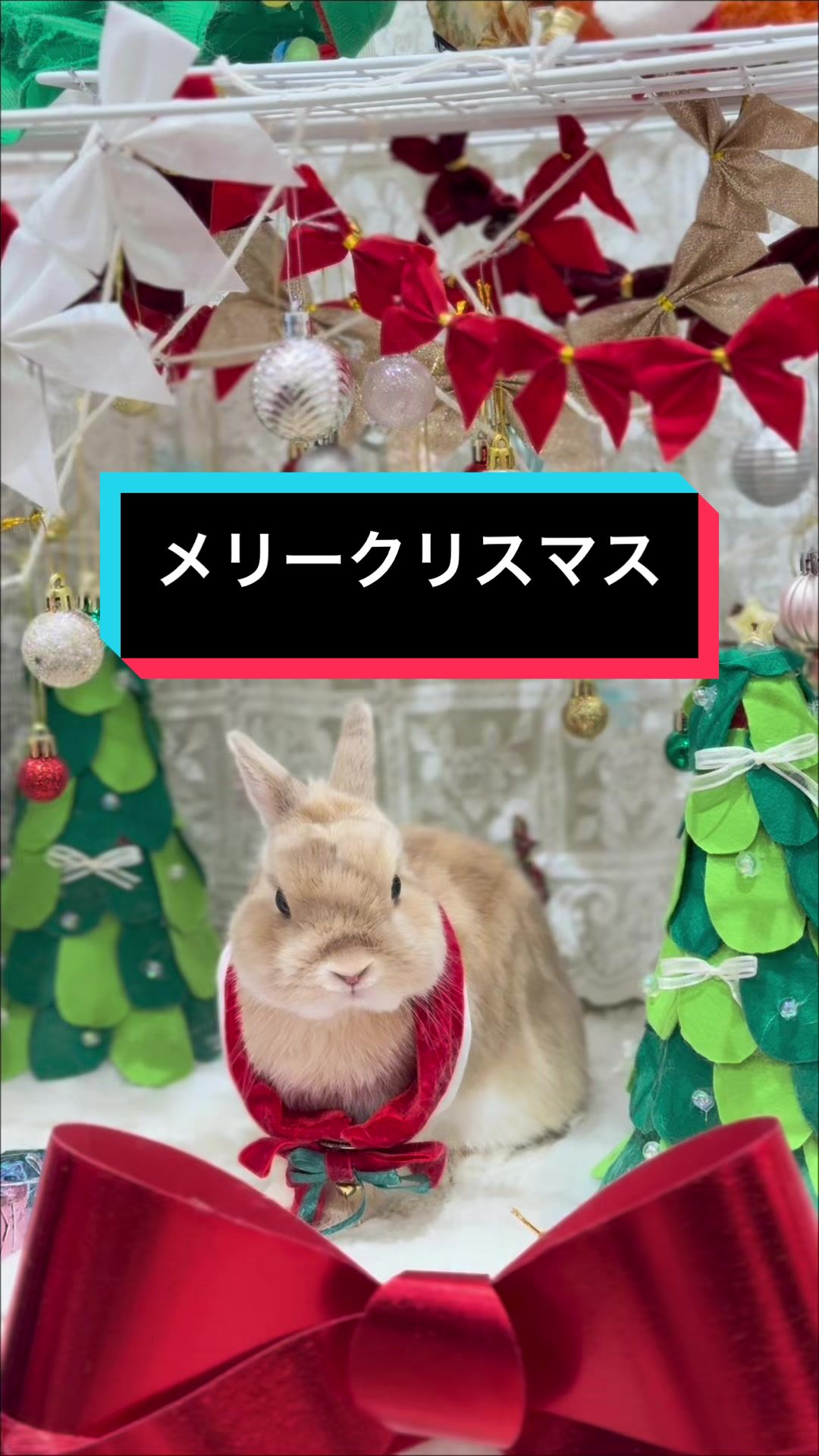 @うさぎのもちまる