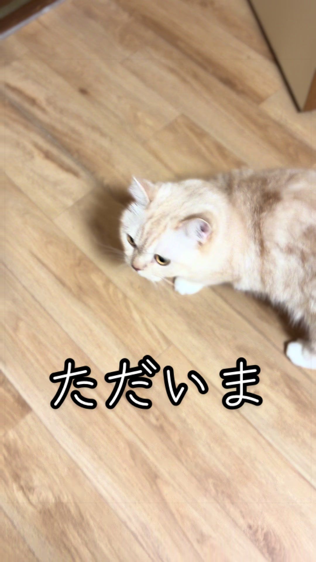 @縫くんと私