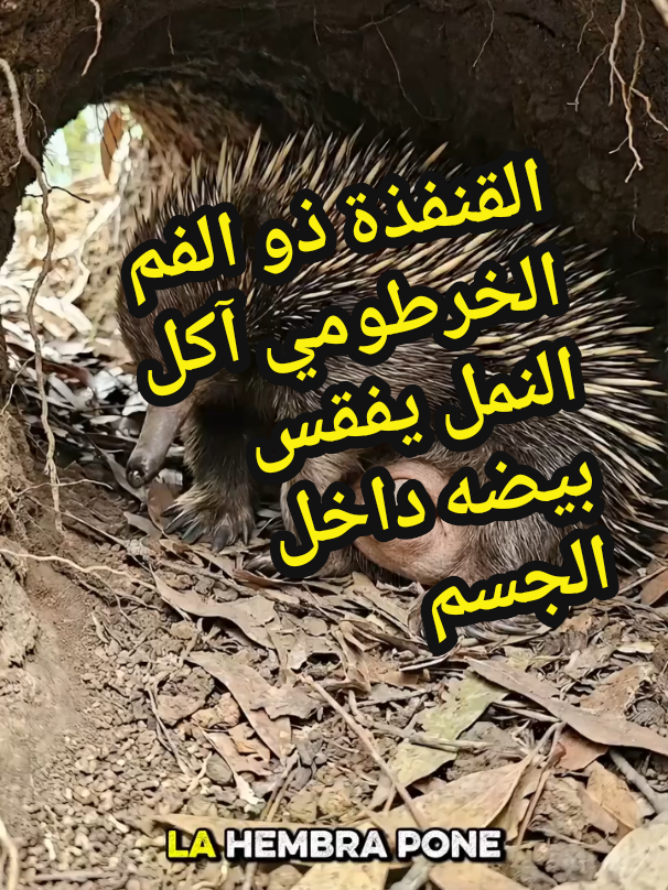 @الافتراس