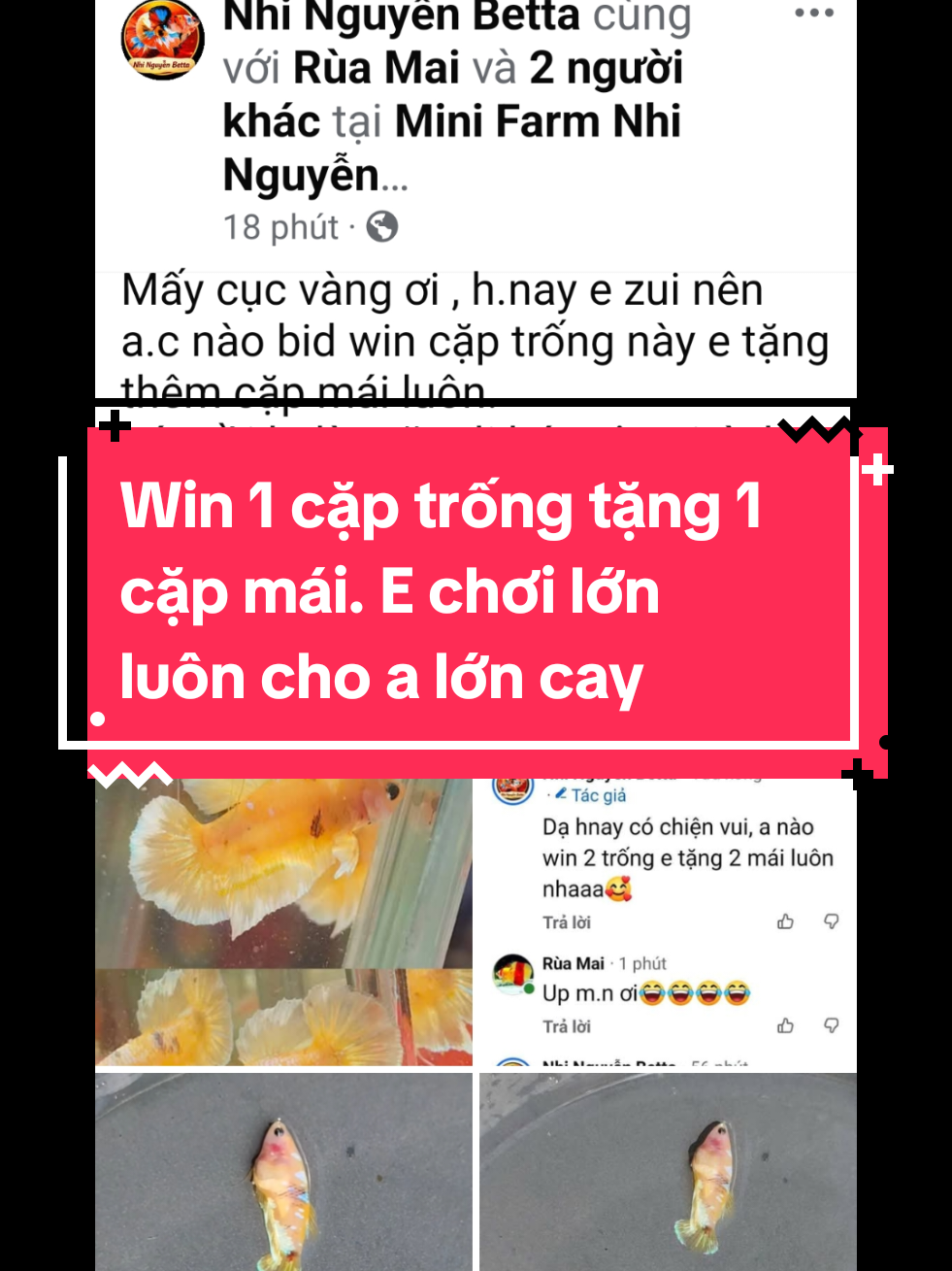@Nhi Nguyễn Betta