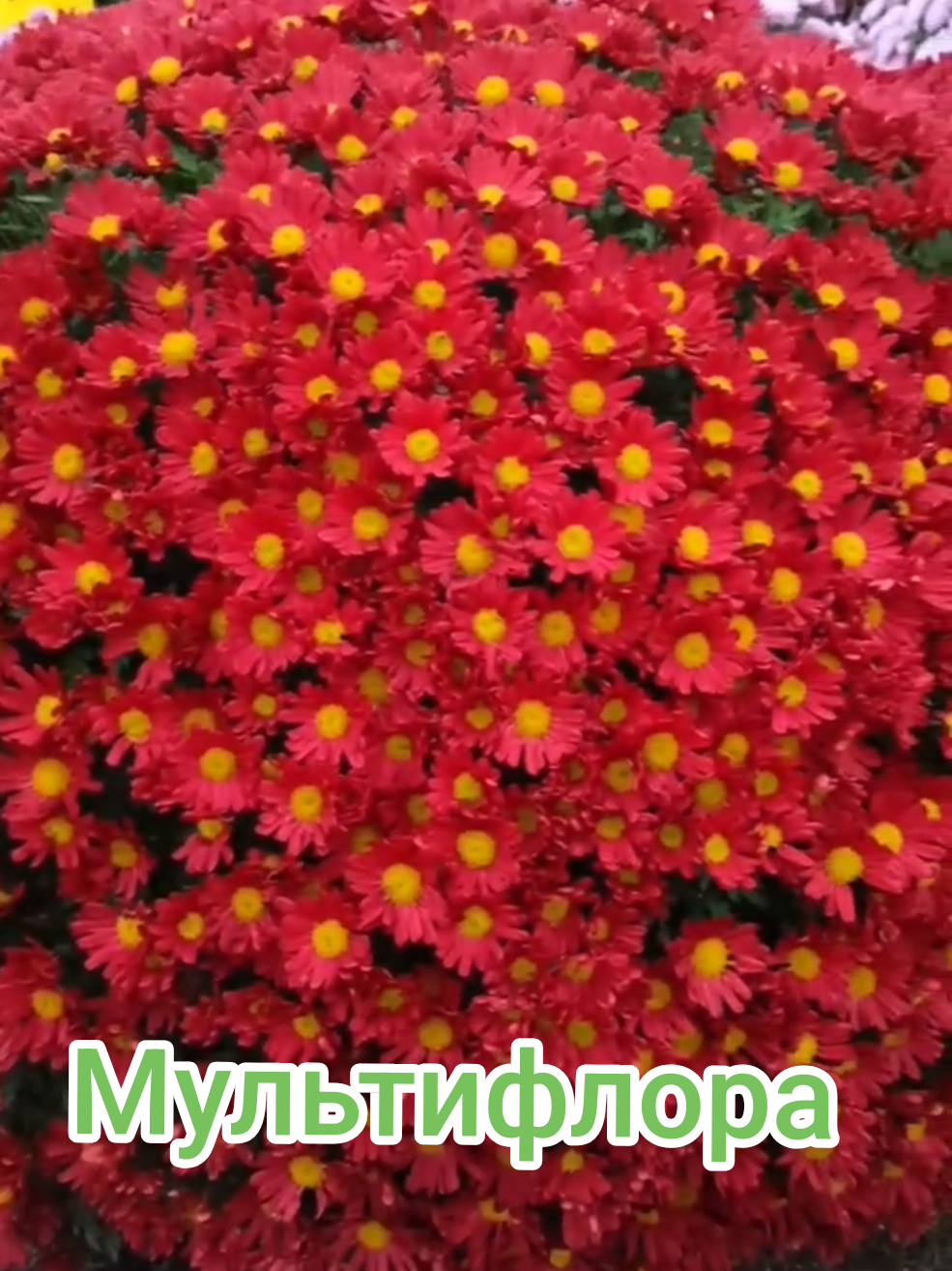 @Интернет-магазин Магия цветов