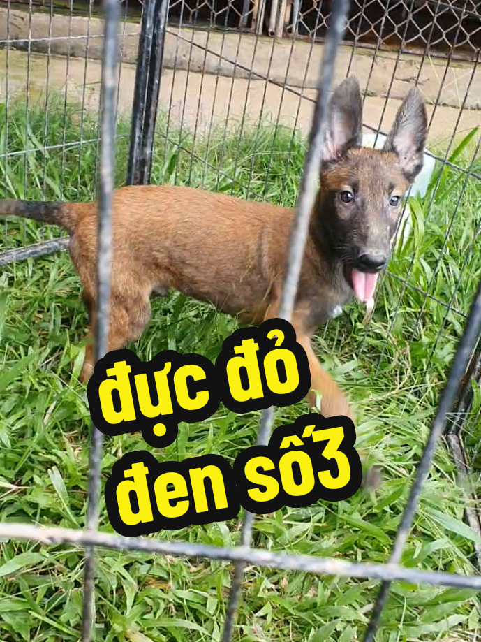 @Trại Ch&oacute; &Uacute;t S&aacute;u