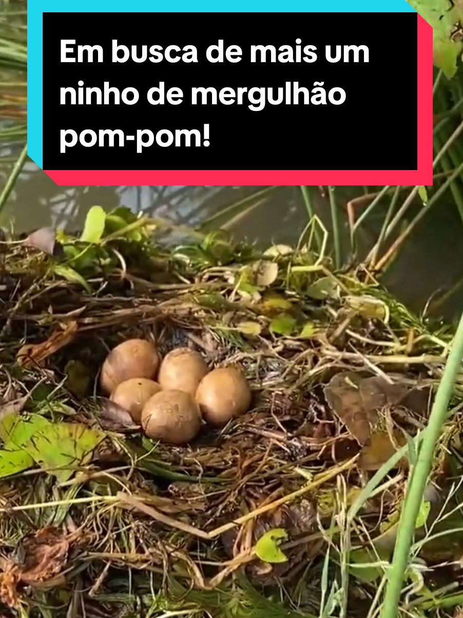 @Princesa das Serpentes