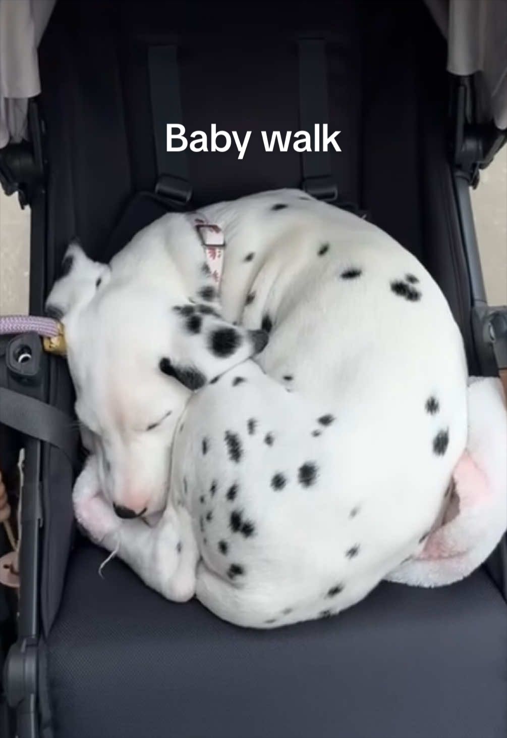 @Nevada the Dalmatian