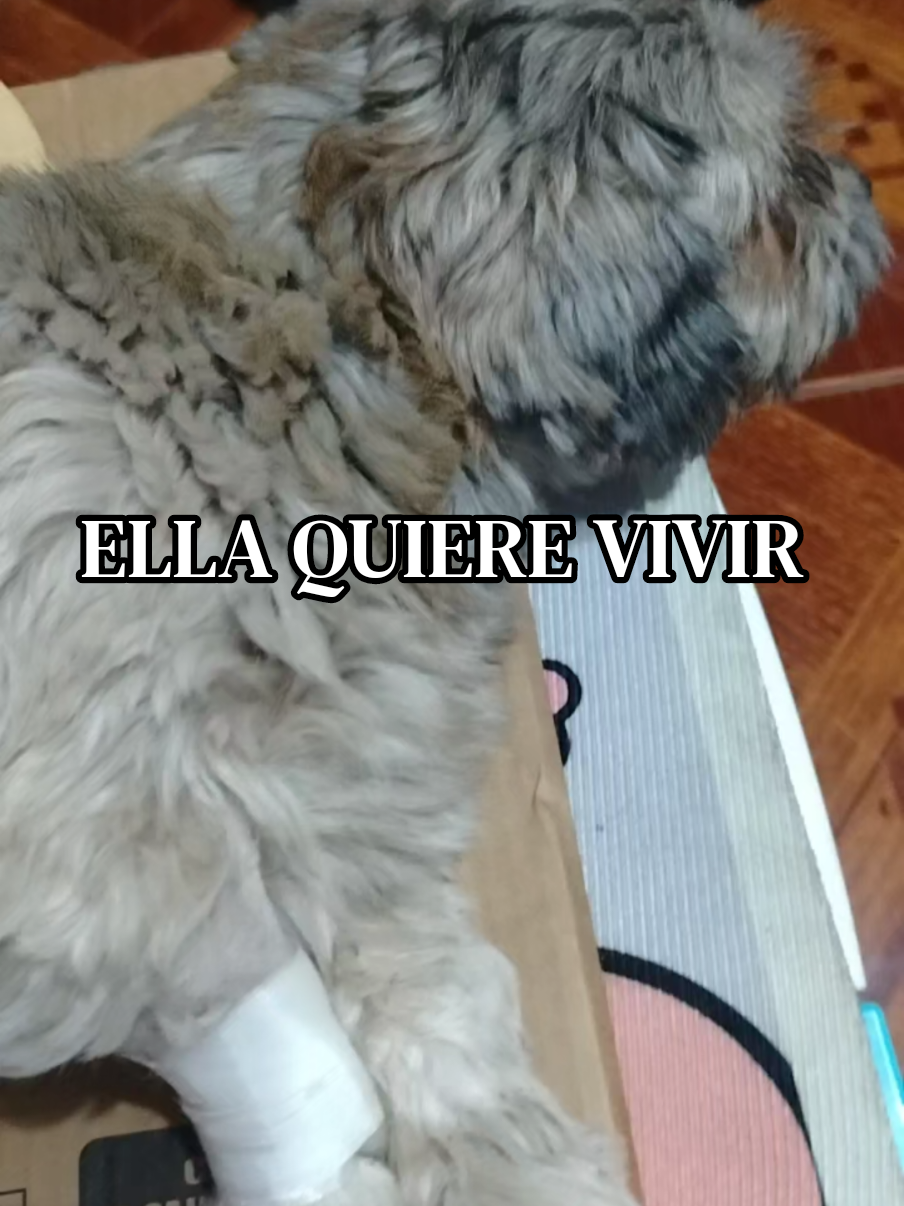 @Lismy