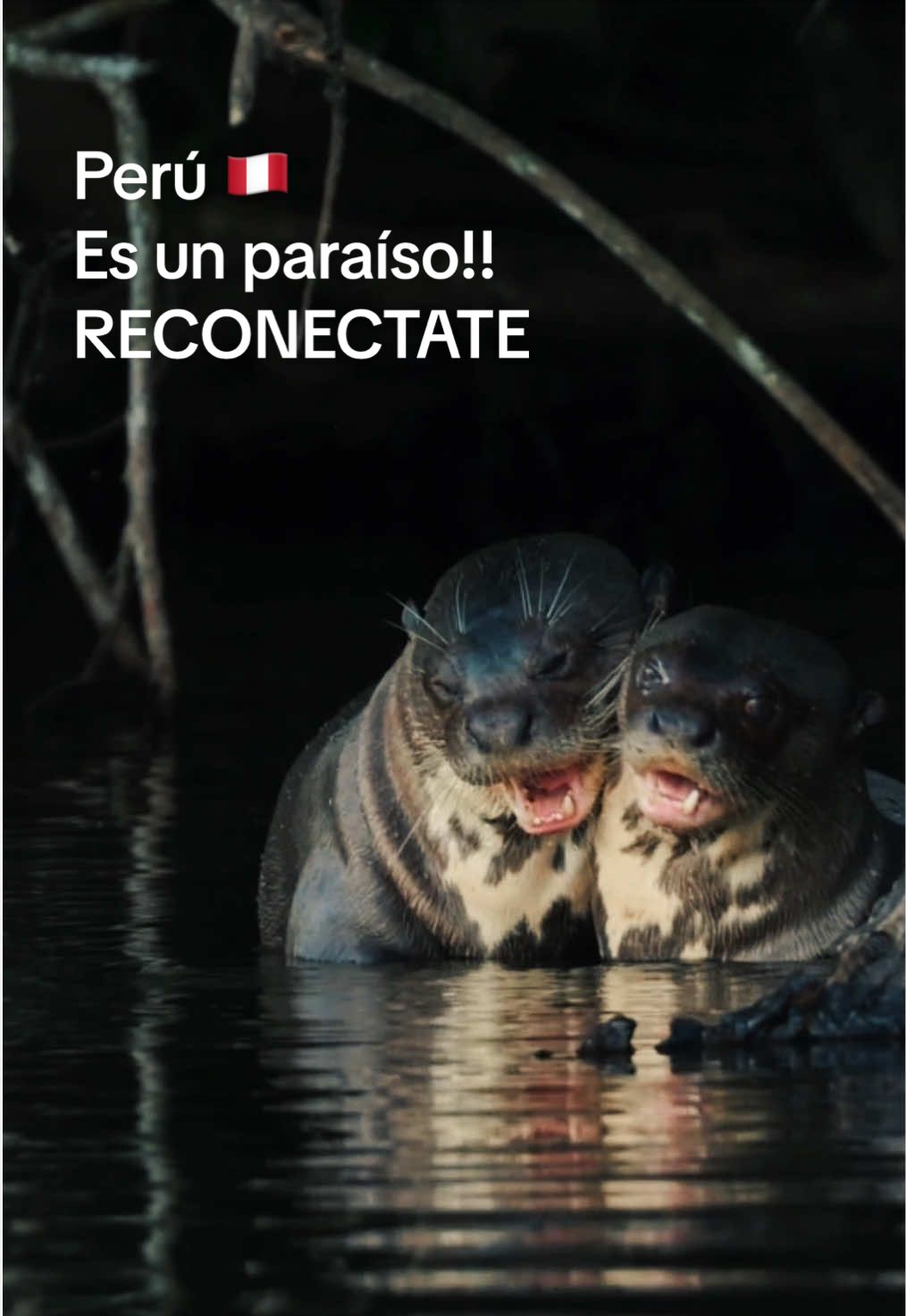 @Avistando Peru