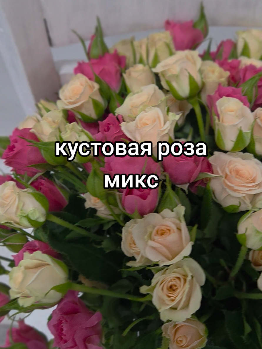 @Снежана